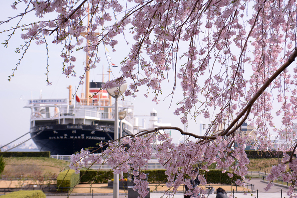 140329 yamashita DSC_0431.jpg